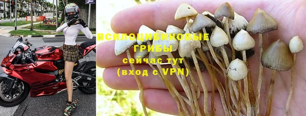индика Беломорск